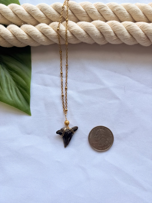 Obsidian Coast Stainless Steel Shark Tooth Necklace